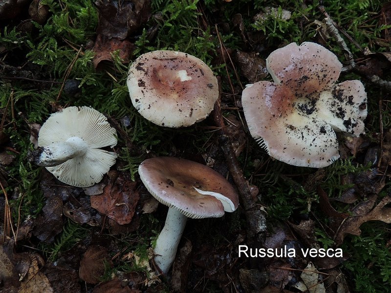 Russula vesca-amf1751-1.jpg - Russula vesca ; Syn: Russula heterophylla var.vesca ; Nom français: Russule vieux-rose